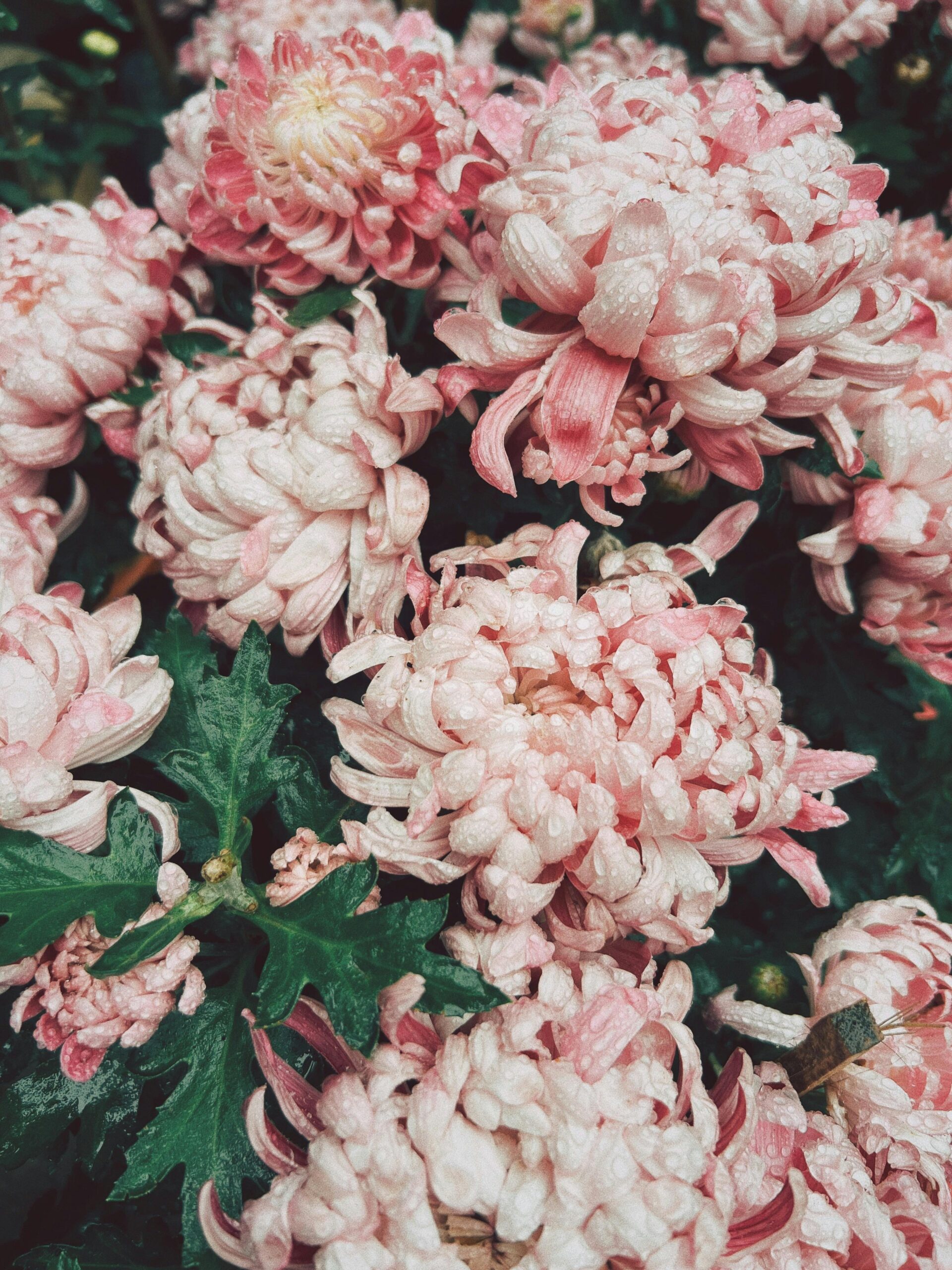 The Mum Edit